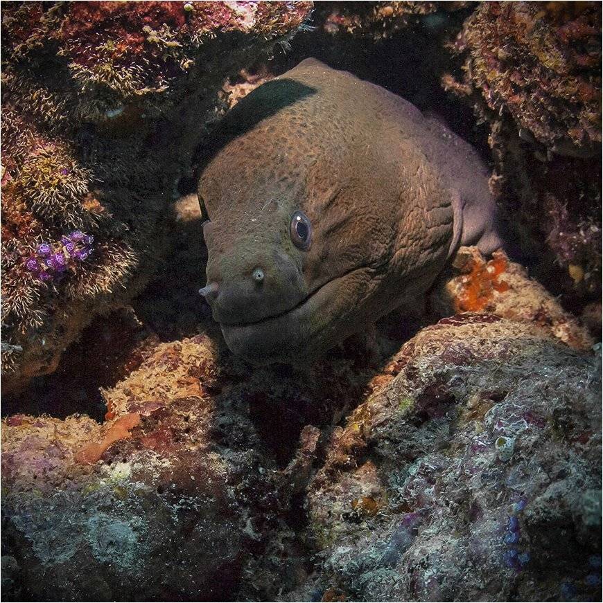 мальдивы, дайвинг, мурена, Сергей Гаспарян