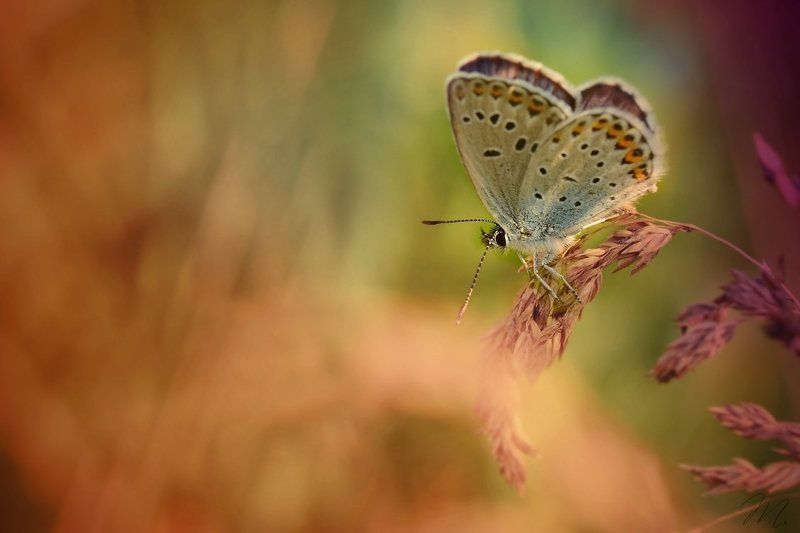 одиночка фото превью