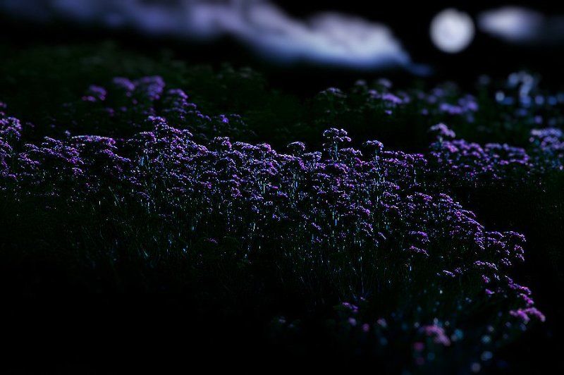 wake,art,moon,flowers, Тайна ночь фото превью