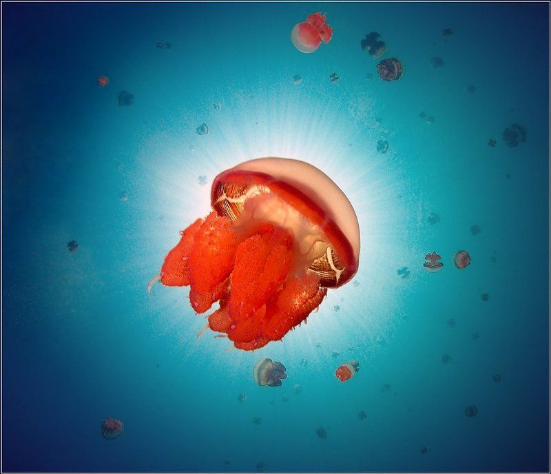 Индонезия, Какабан, Медуза *** фото превью