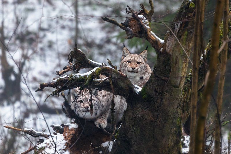 Рысь Дружная парочка фото превью