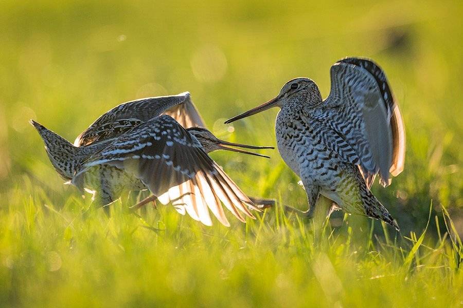 дупель, great, snipe, gallinago, med, Сергей Иванов