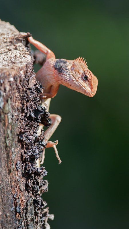 хамелеон Хамелеон фото превью