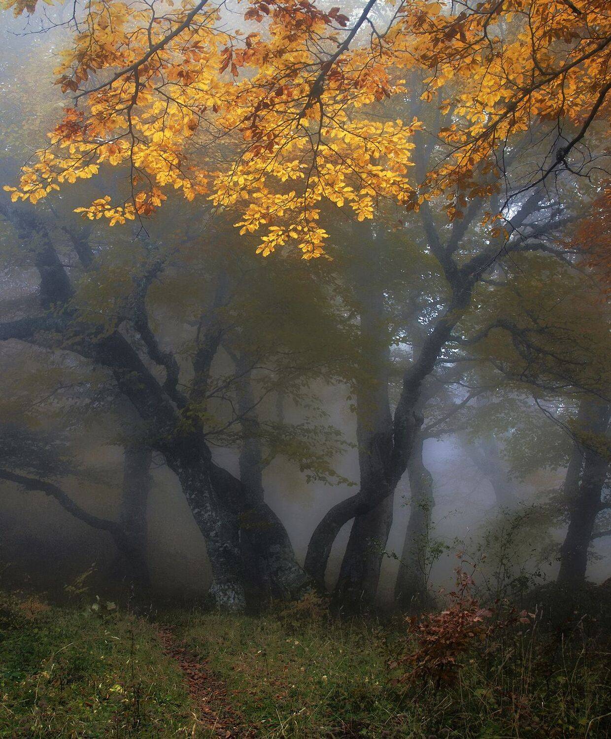 , Милокост Алексей