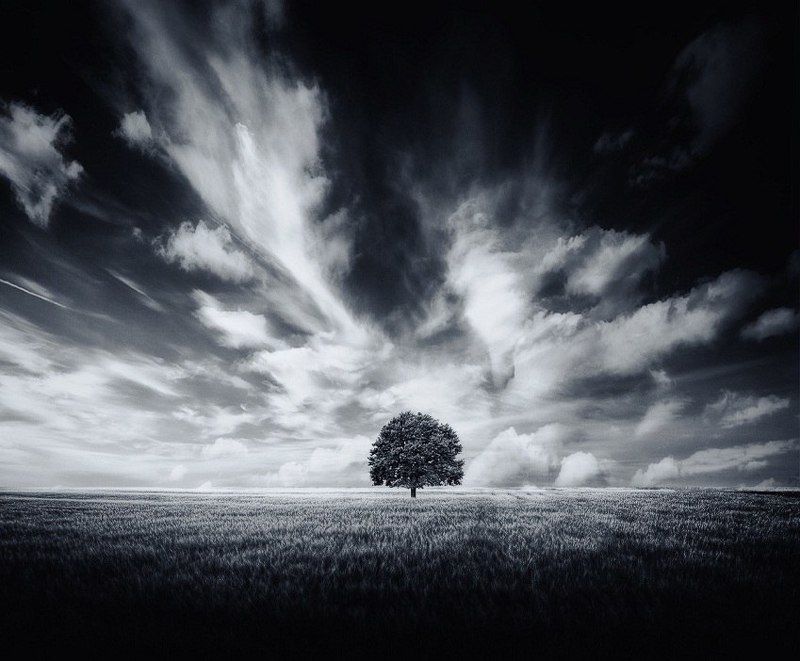 Дерево, Небо, Облака, Поле, Черное белое Облачно фото превью