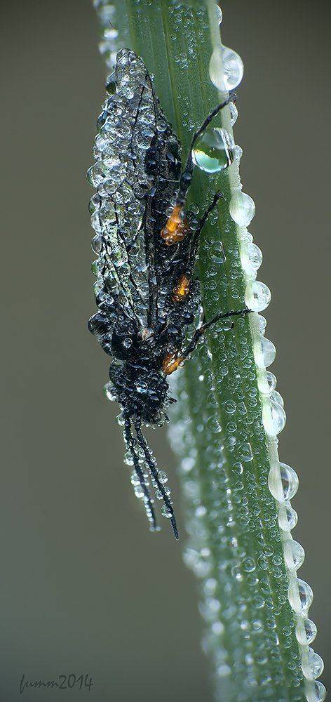 , Игорь ФУММ