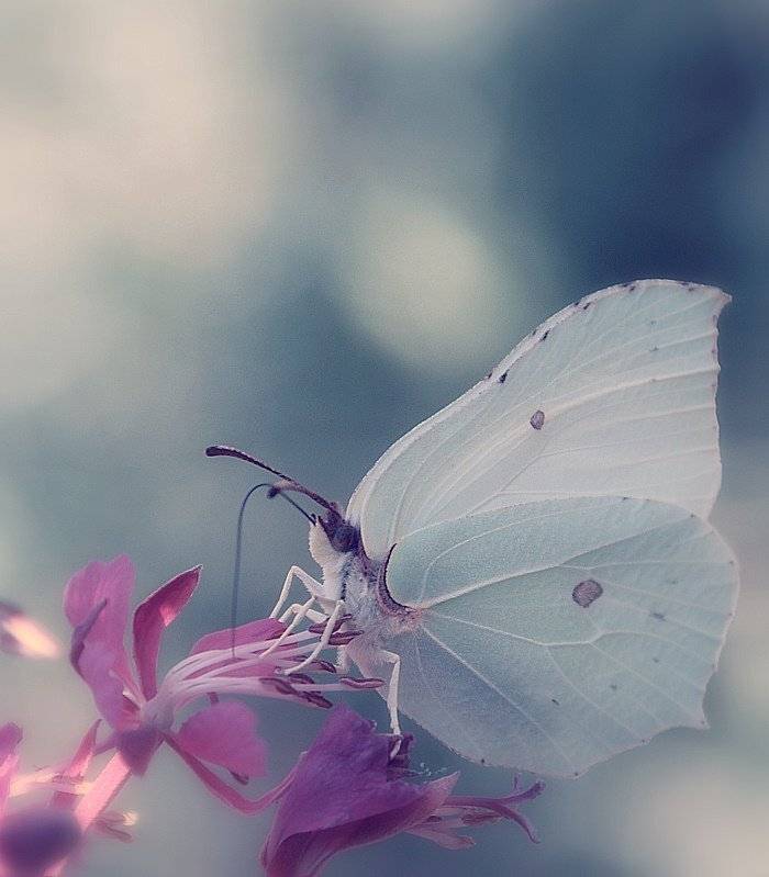 , Krzysztof Trojanowski