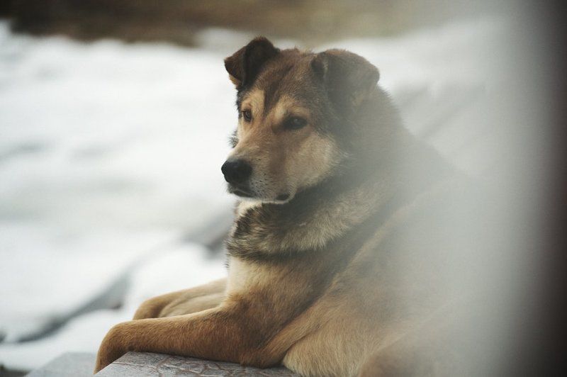 Дворовый пёс, Настоящий друг Друг фото превью