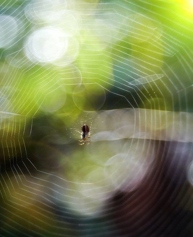 *** фото превью