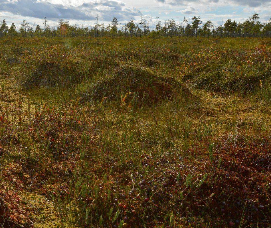 , Сергей Седов