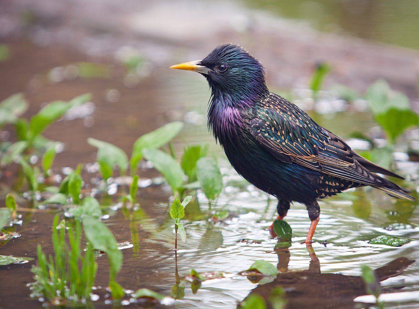 , Андрей Канышев