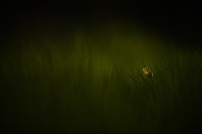 чистяк, фонарик о вечерних фонариках фото превью