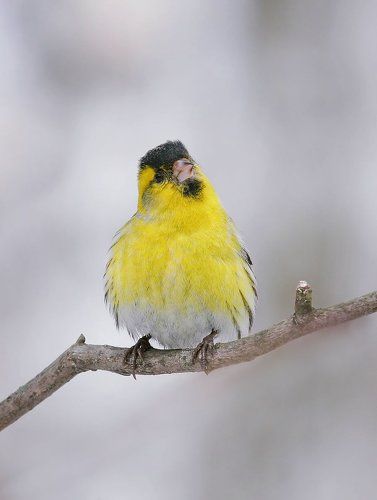 чиж-маленькая, но гордая птаха