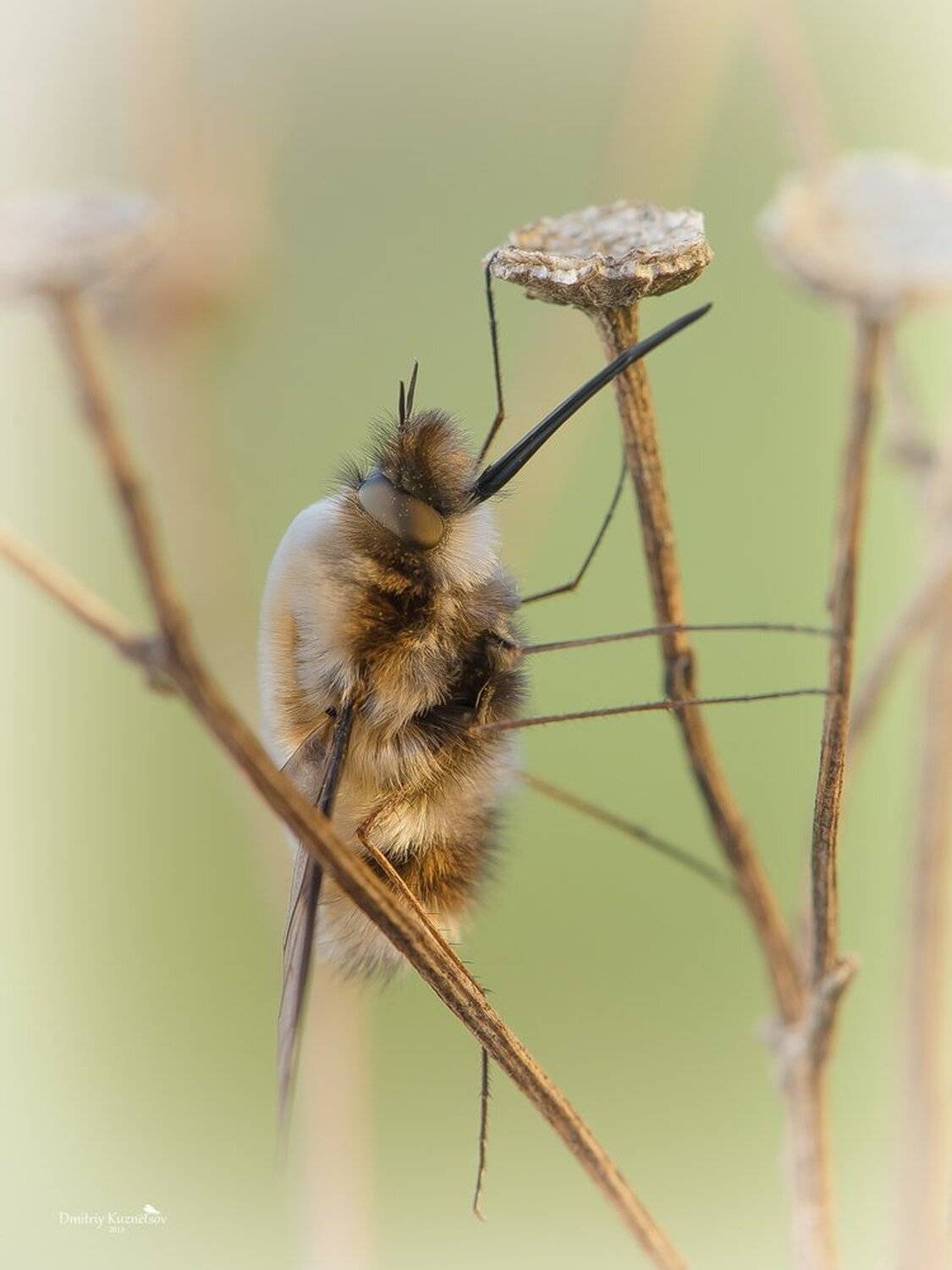 , Кузнецов Дмитрий