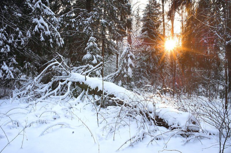 Зимний лес в объятьях тишины. фото превью