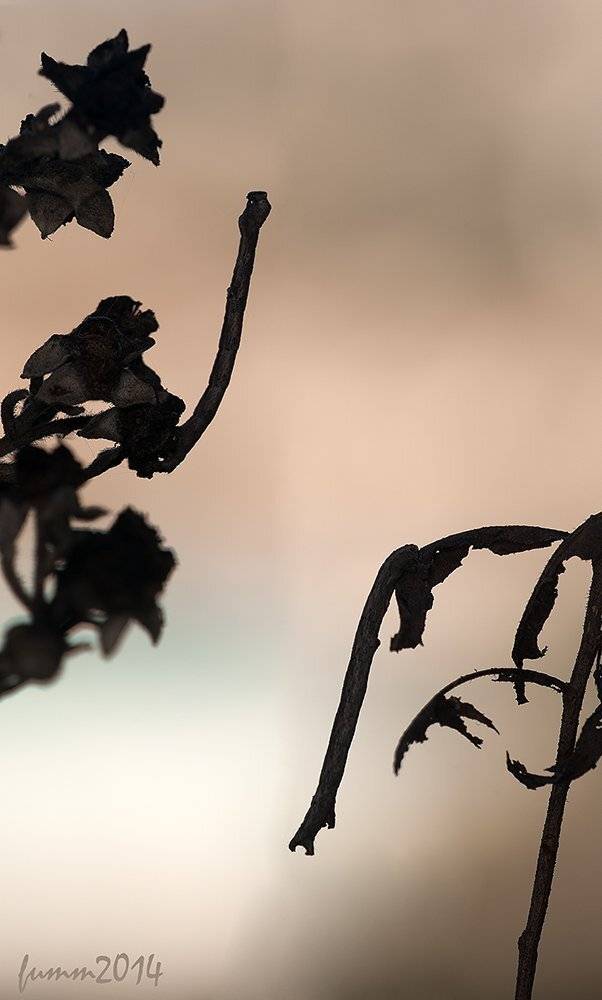 , Игорь ФУММ