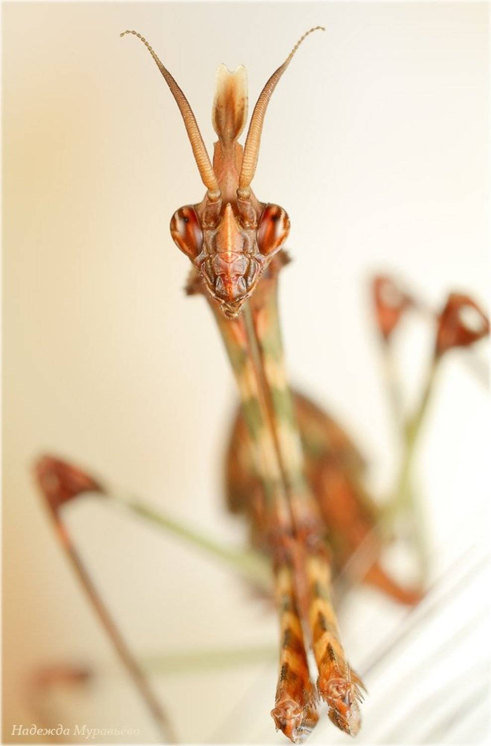 , Надежда Муравьёва