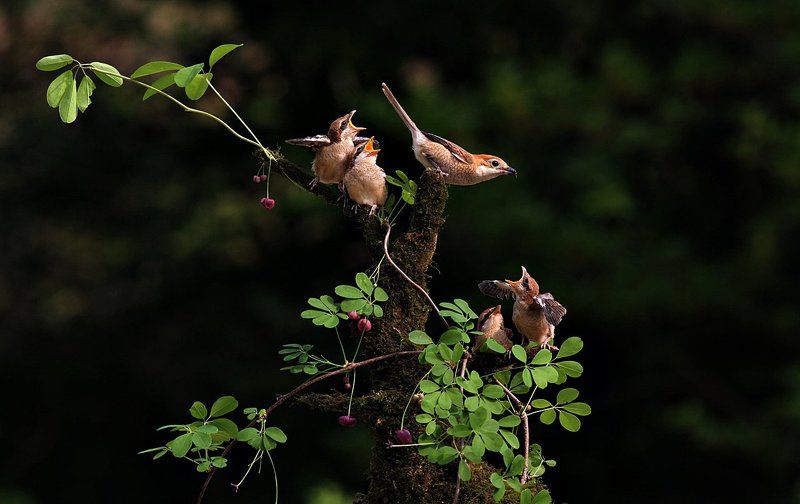 Shrike family фото превью