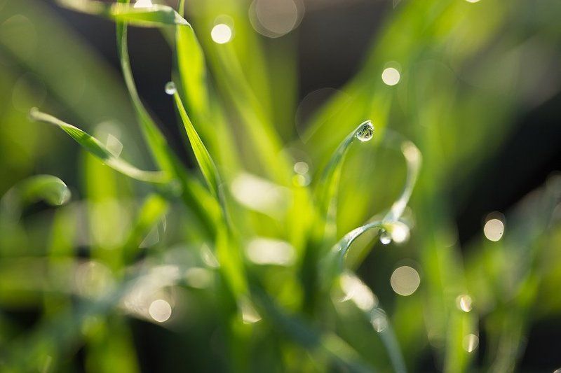 Трава под снегом фото превью