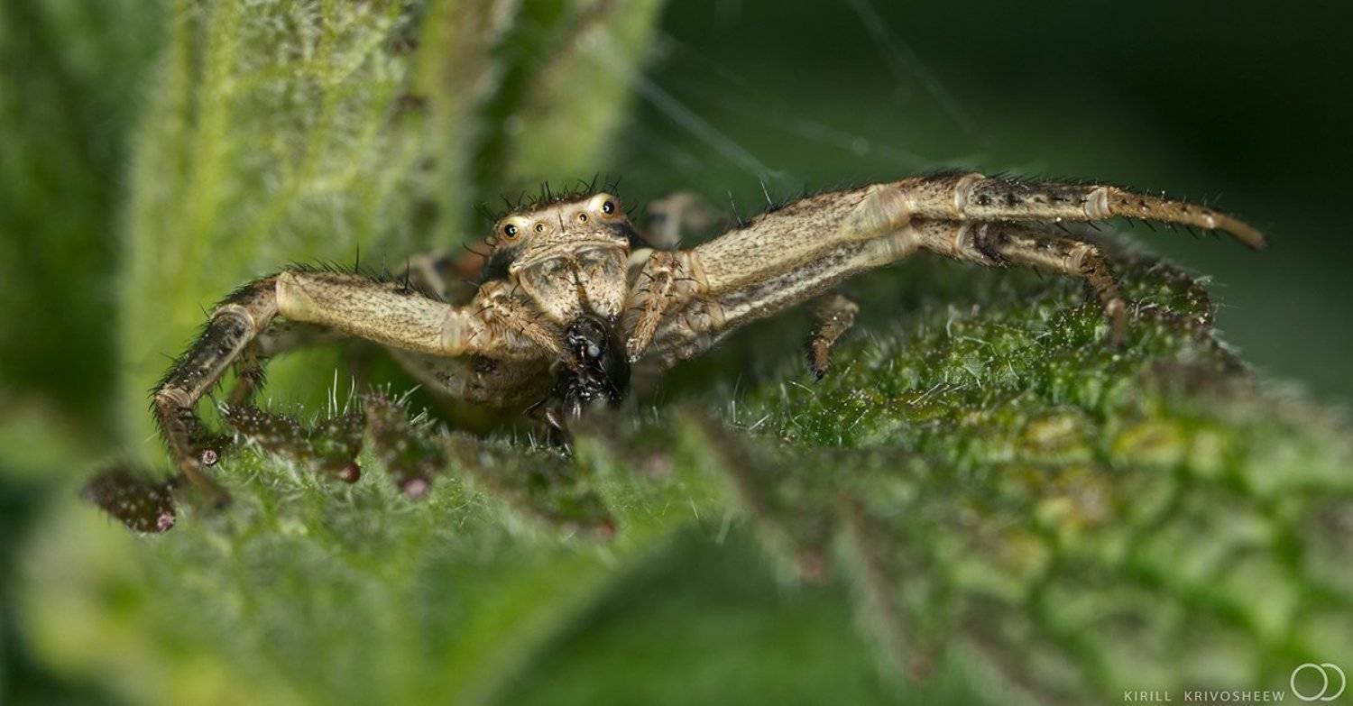 Бокоход, добыча, жук, зеленый, краб, макро, насекомые, паук, природа, Kirill Krivosheew