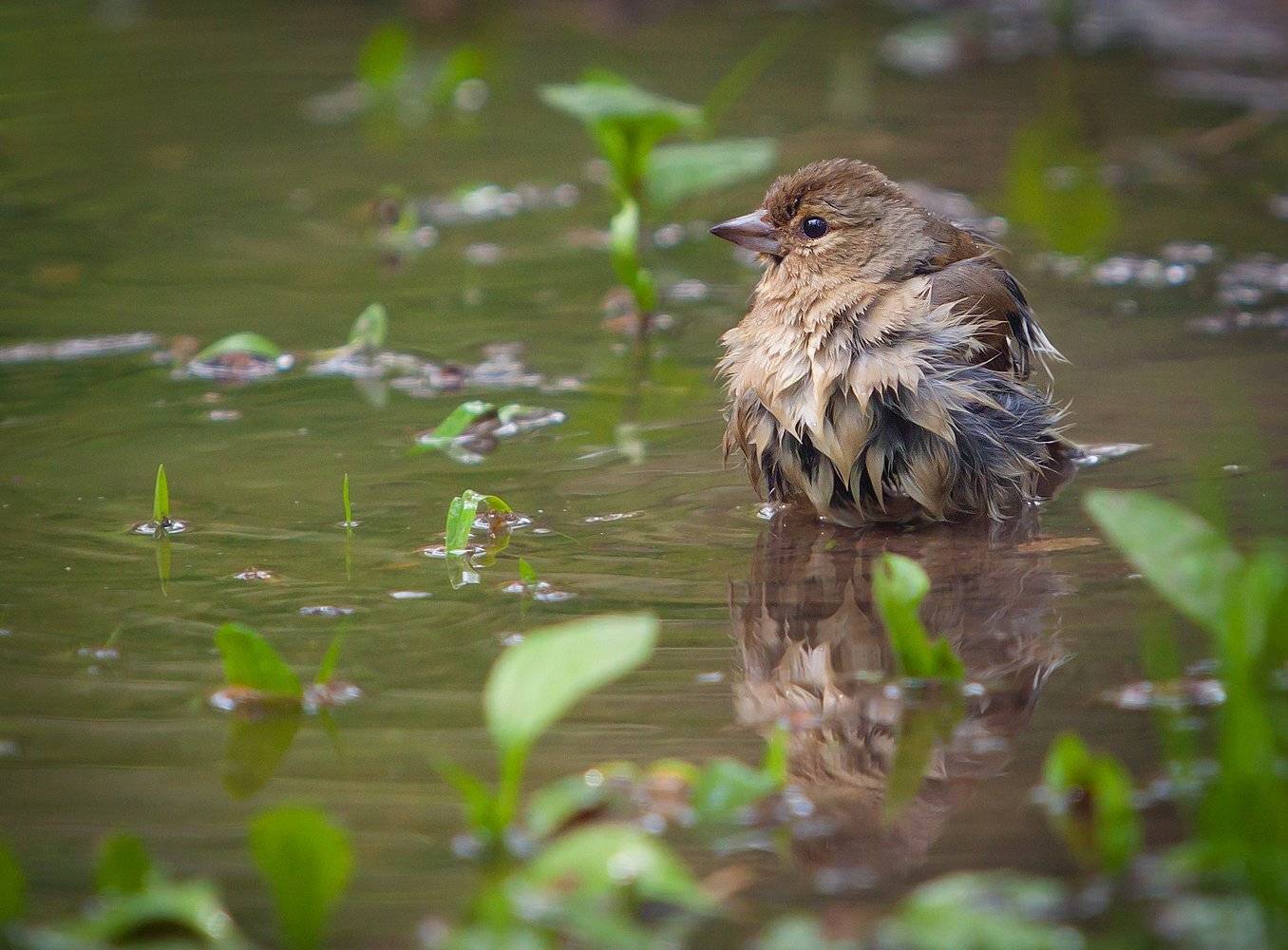 , Андрей Канышев