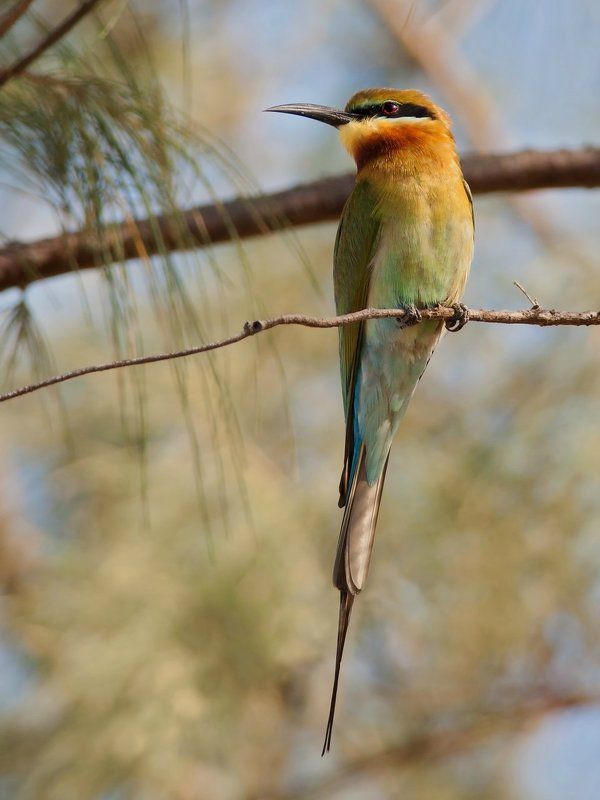 щурка, синехвостая В дозоре. фото превью