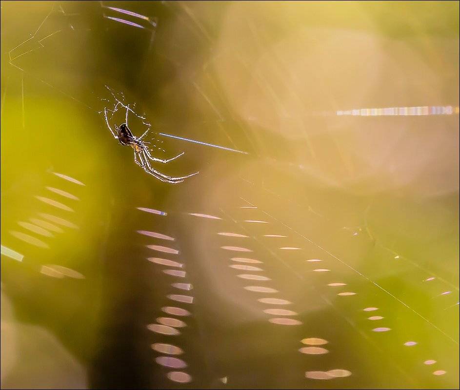 , Бурлов Андрей