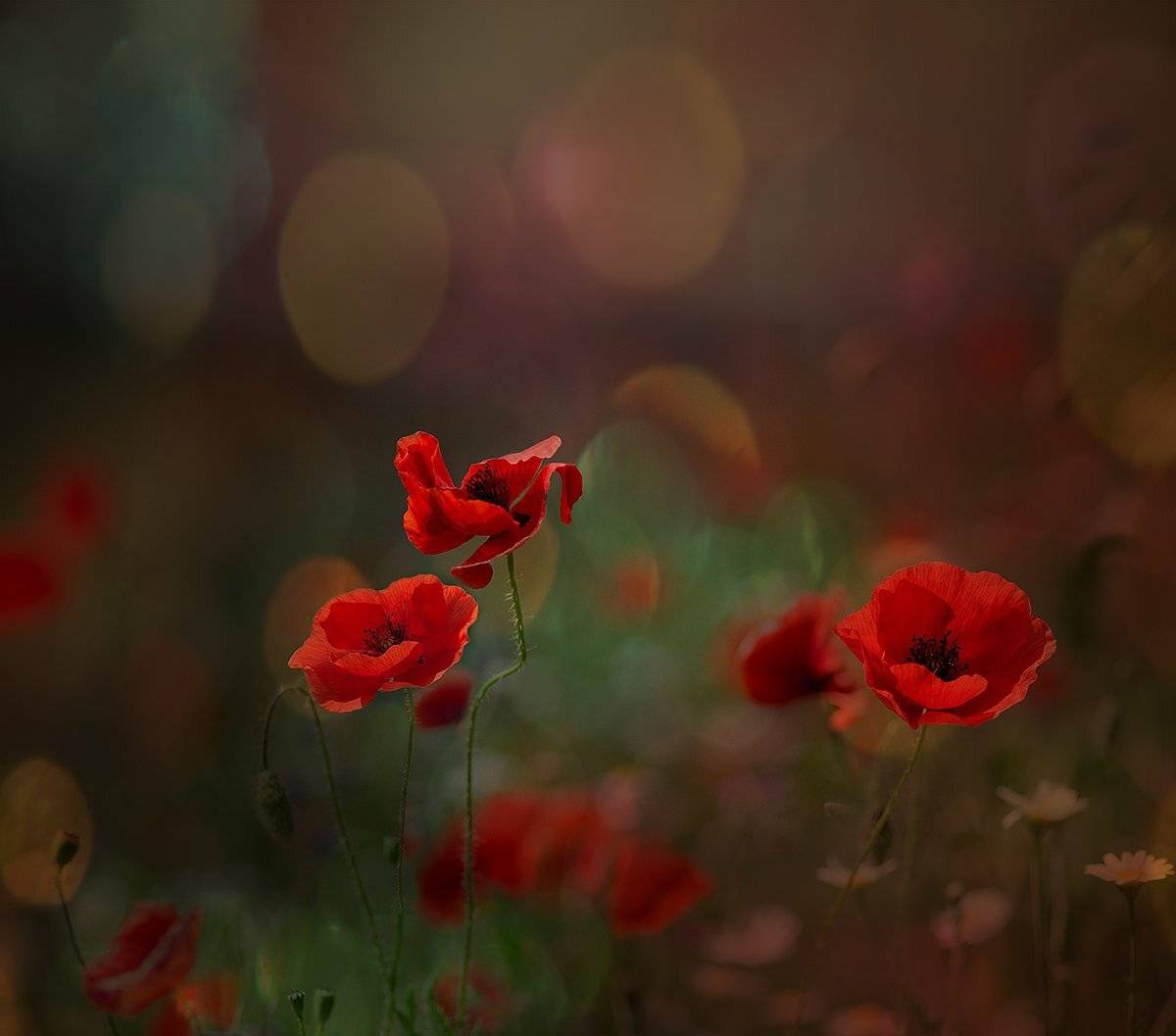 , Таня  Маркова