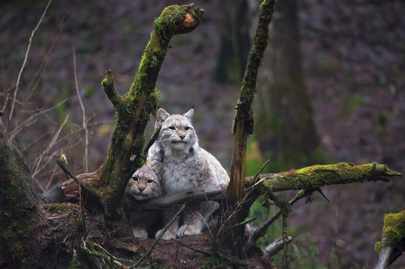 Рысята фото превью