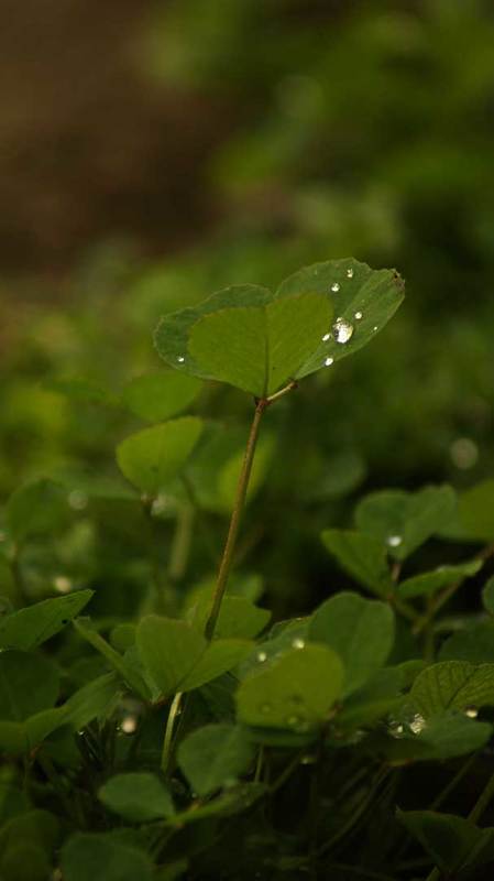 q фото превью