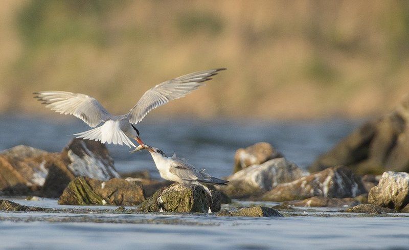 Птиц фото превью