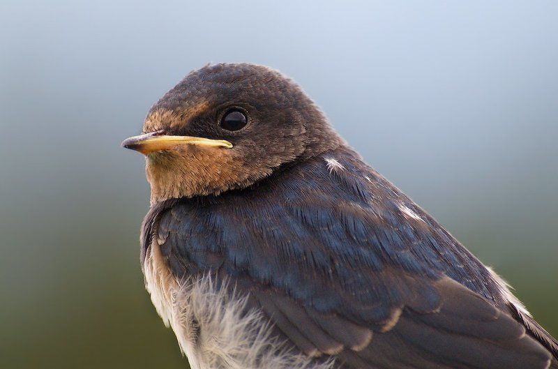 Крупным планом фото превью