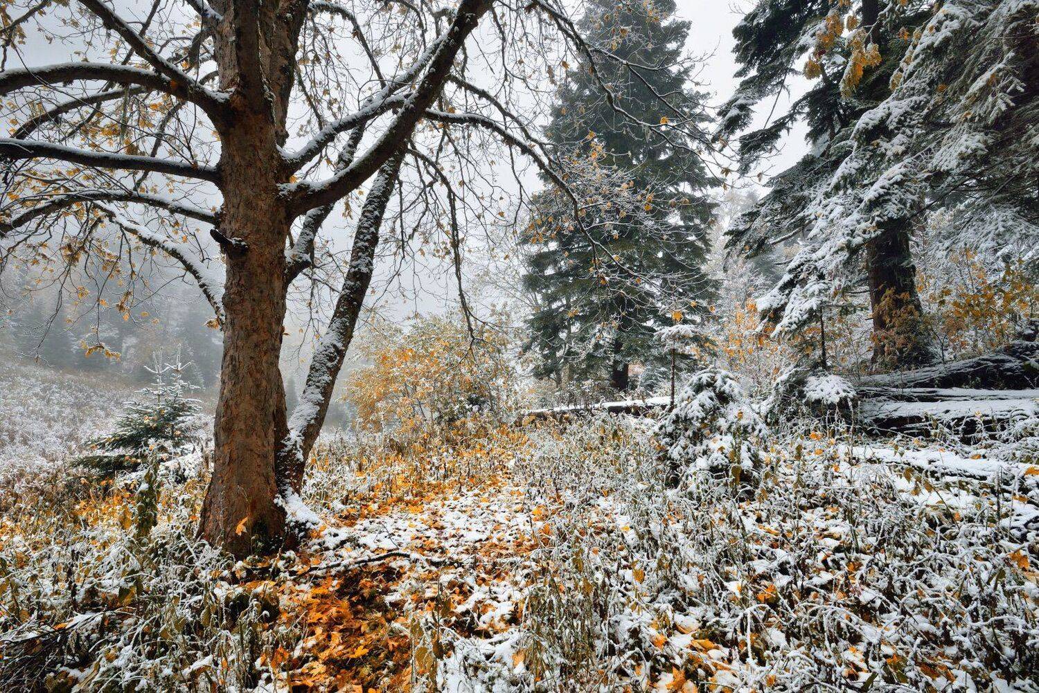 , Максим Евдокимов