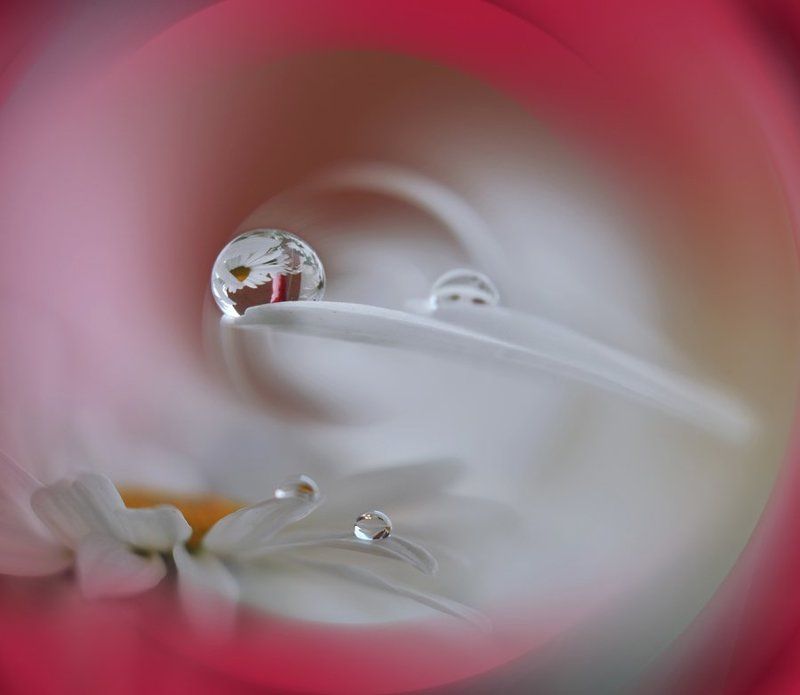 Closeup, Colors, Drop, Fine art, Flower, Macro, Red, Reflection, Water Galaxy.. фото превью