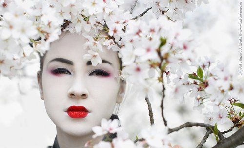 The cherry tree