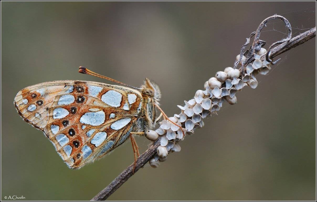 бабочка,разбитые,яйца,нянька,наседка,недоглядела, Александр Чувилин