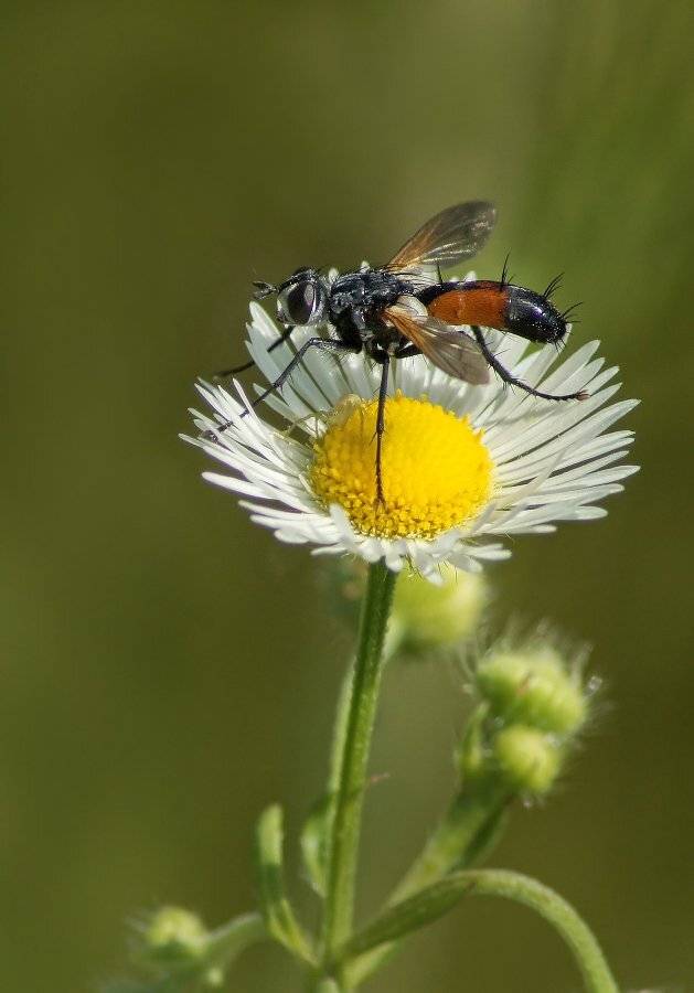 , Чепленко Алексей