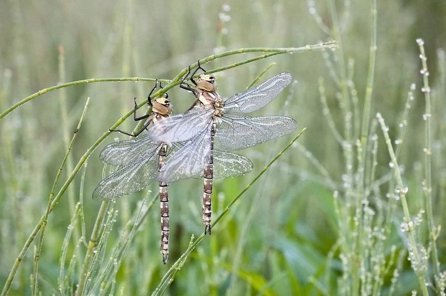 стрекозы, насекомые, Михаил Агеев