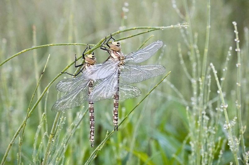 Спящие красавицы фото превью