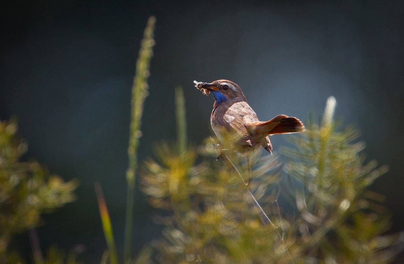 , Андрей Канышев
