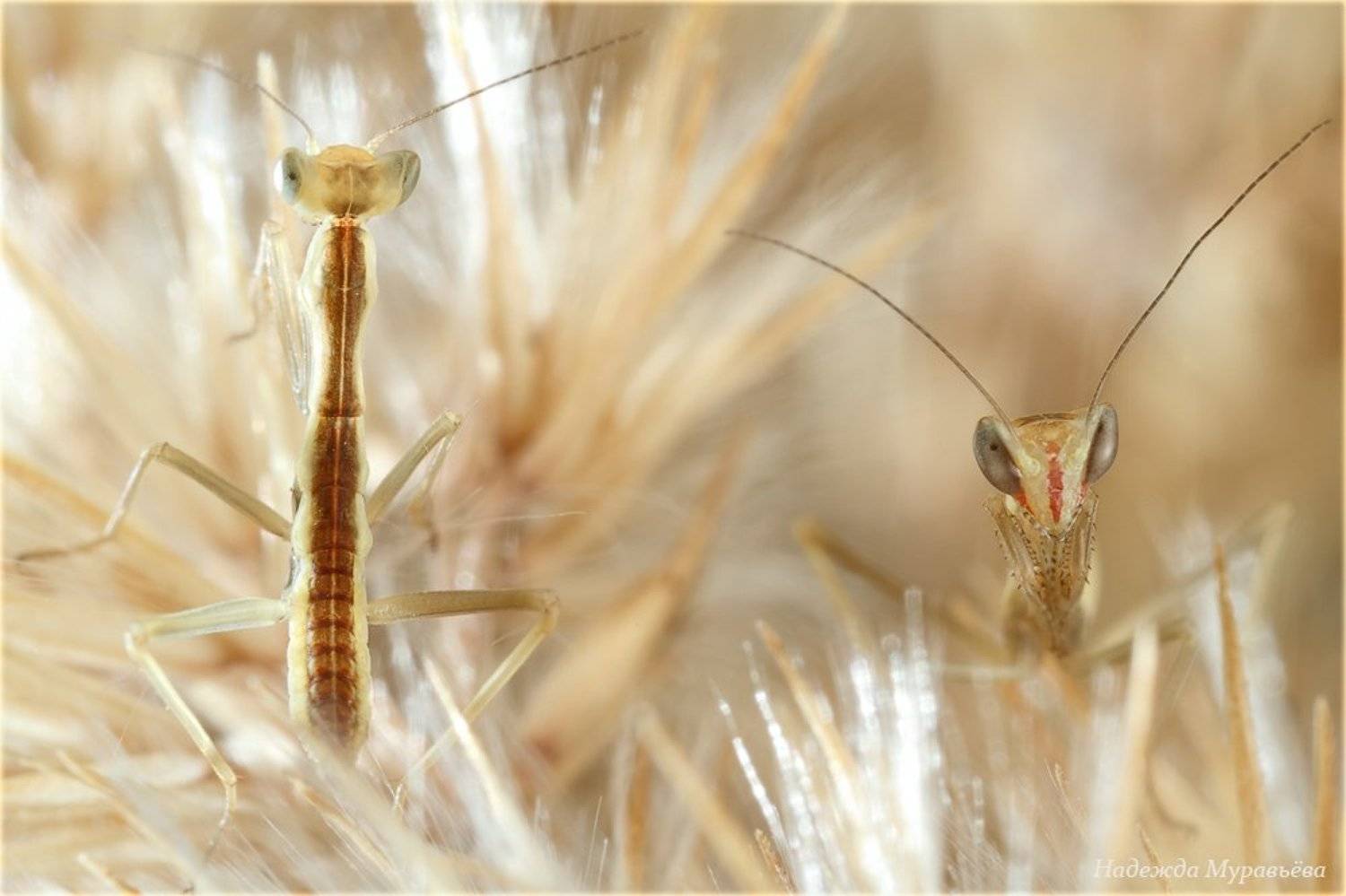 Iris, Polystictica, Богомол, Ирис, Личинки, Надежда Муравьёва