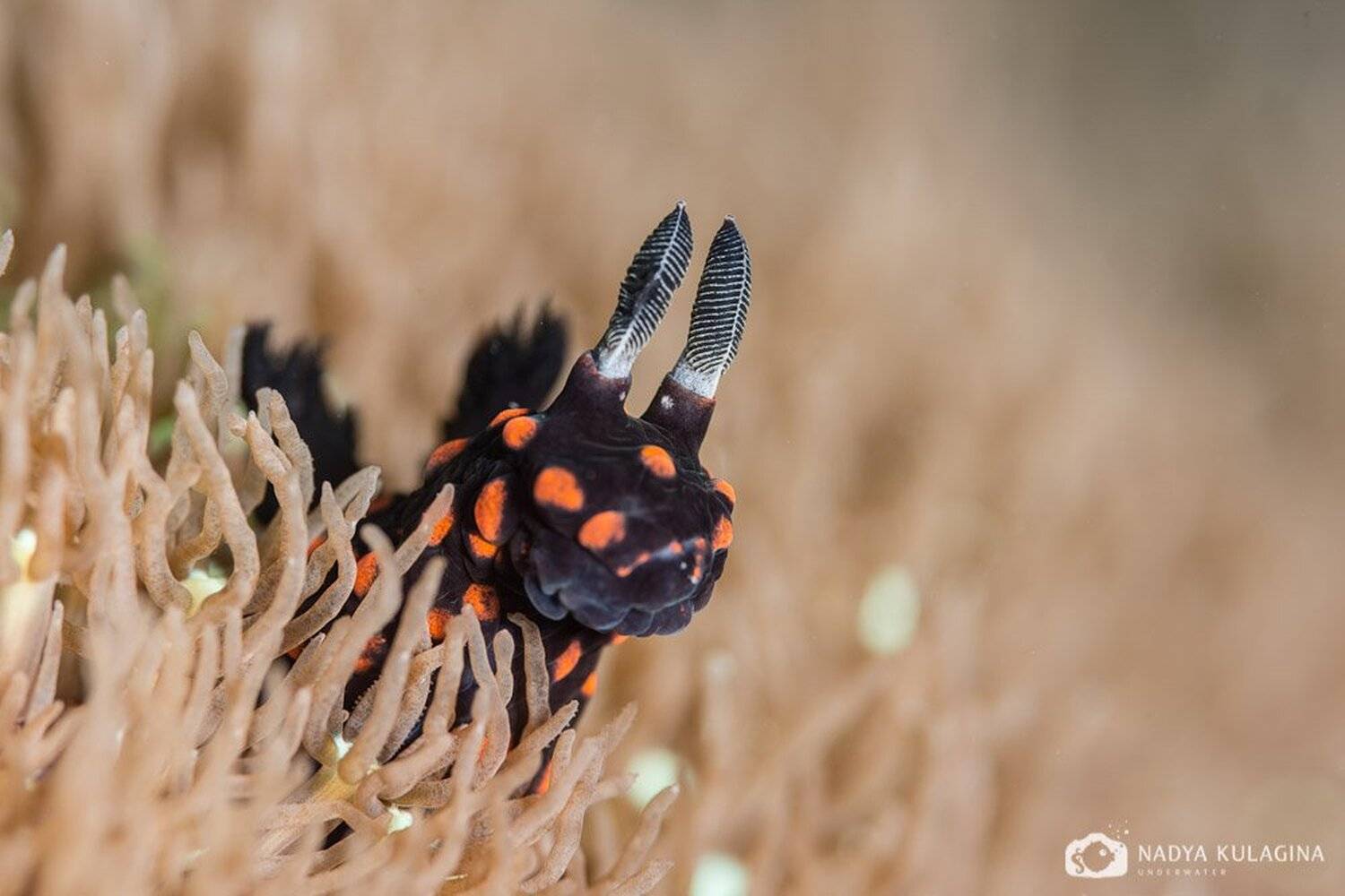 Nudi, Nudibranch, Sea, Sea slug, Slug, Underwater, Nadya Kulagina