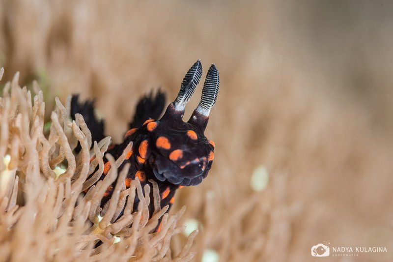 Nudi, Nudibranch, Sea, Sea slug, Slug, Underwater Whazzzup??? фото превью