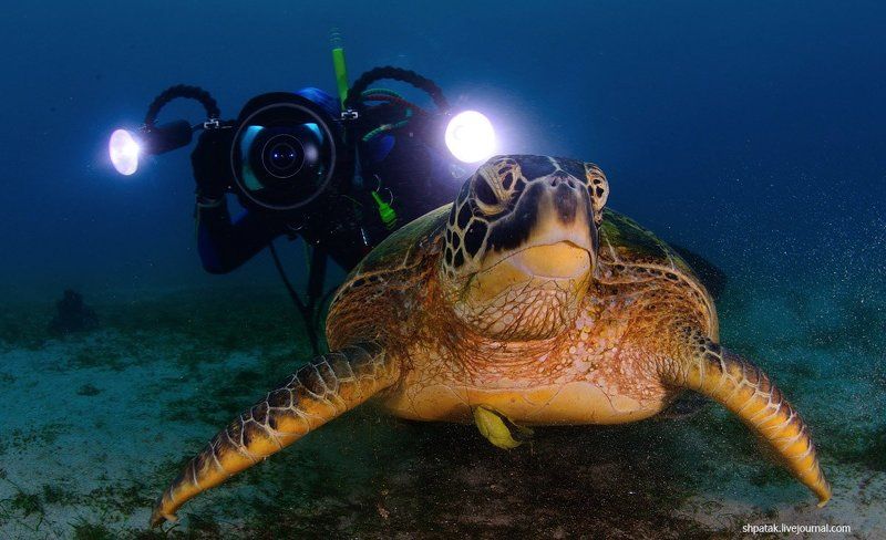 Пуэрто Галера. Большая черепаха. фото превью