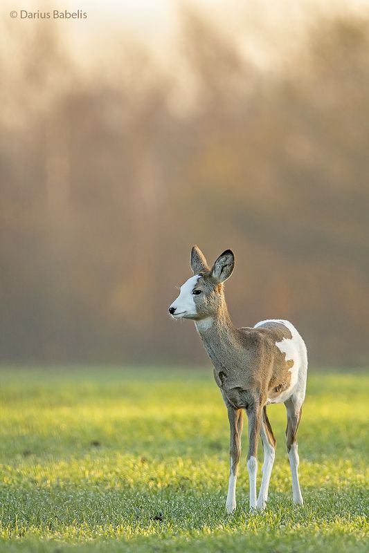 Разноцветная косуля фото превью