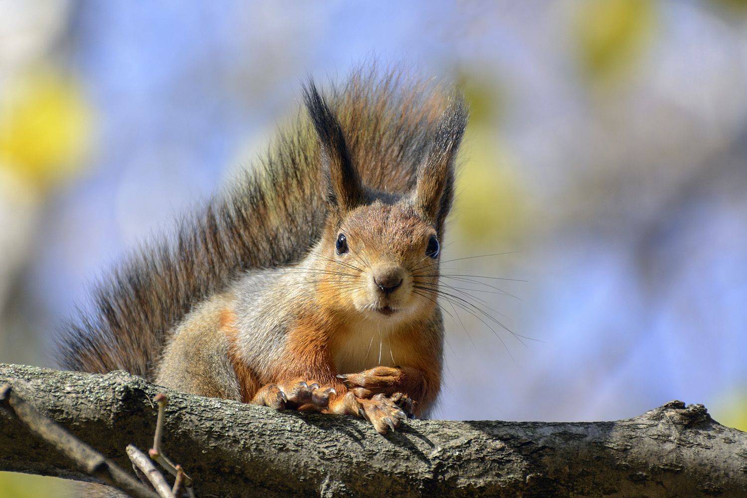, Анатолий Зверев