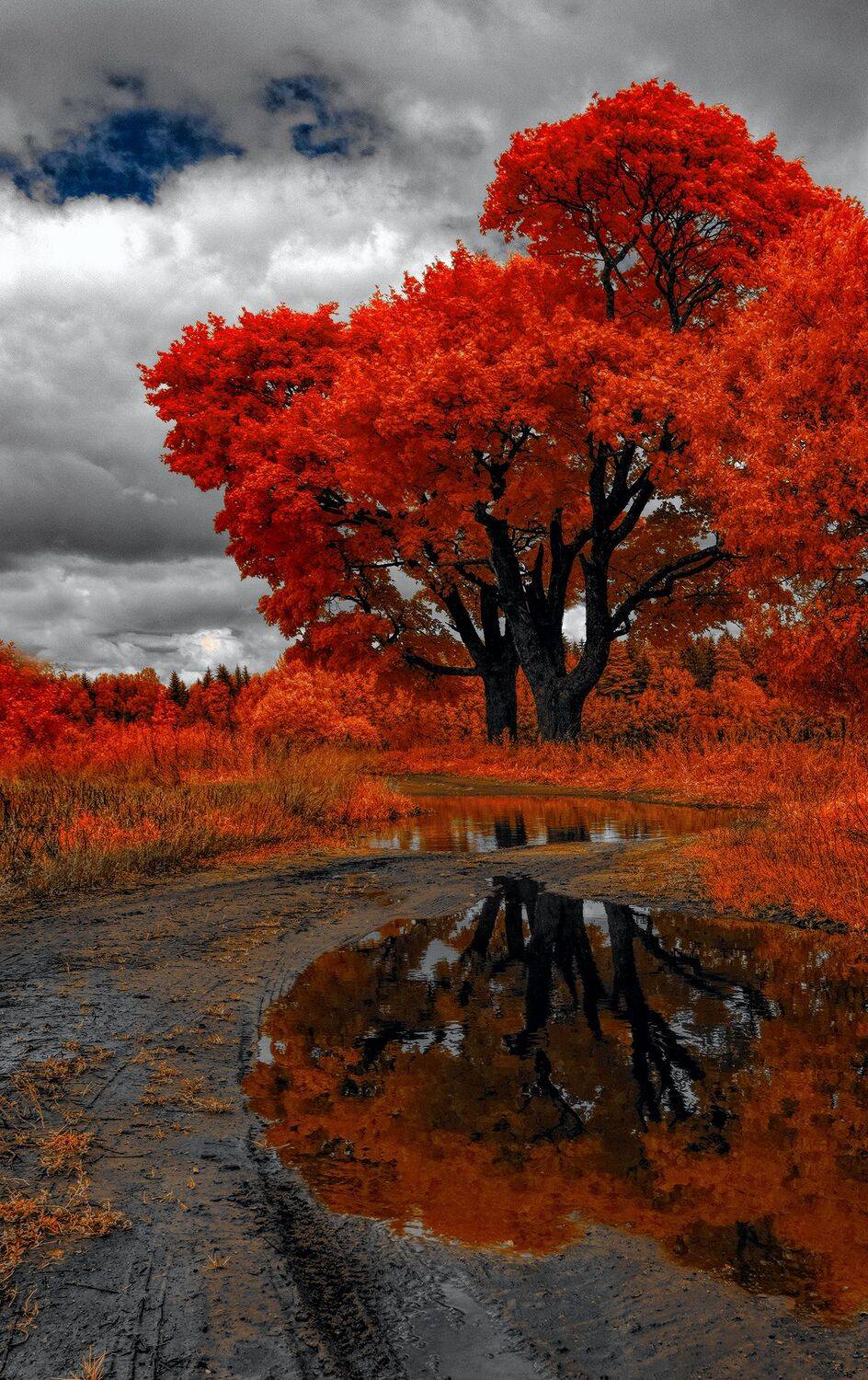 infrared,ик-фото,инфракрасное фото, инфракрасная фотография, пейзаж, лето, Sixten ( Сергей )