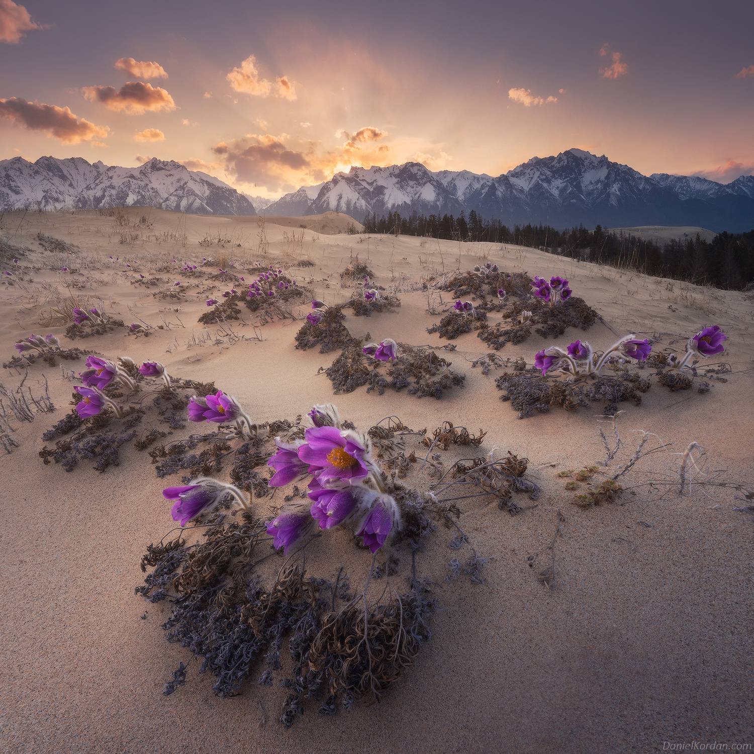 Чарские пески, Даниил Коржонов