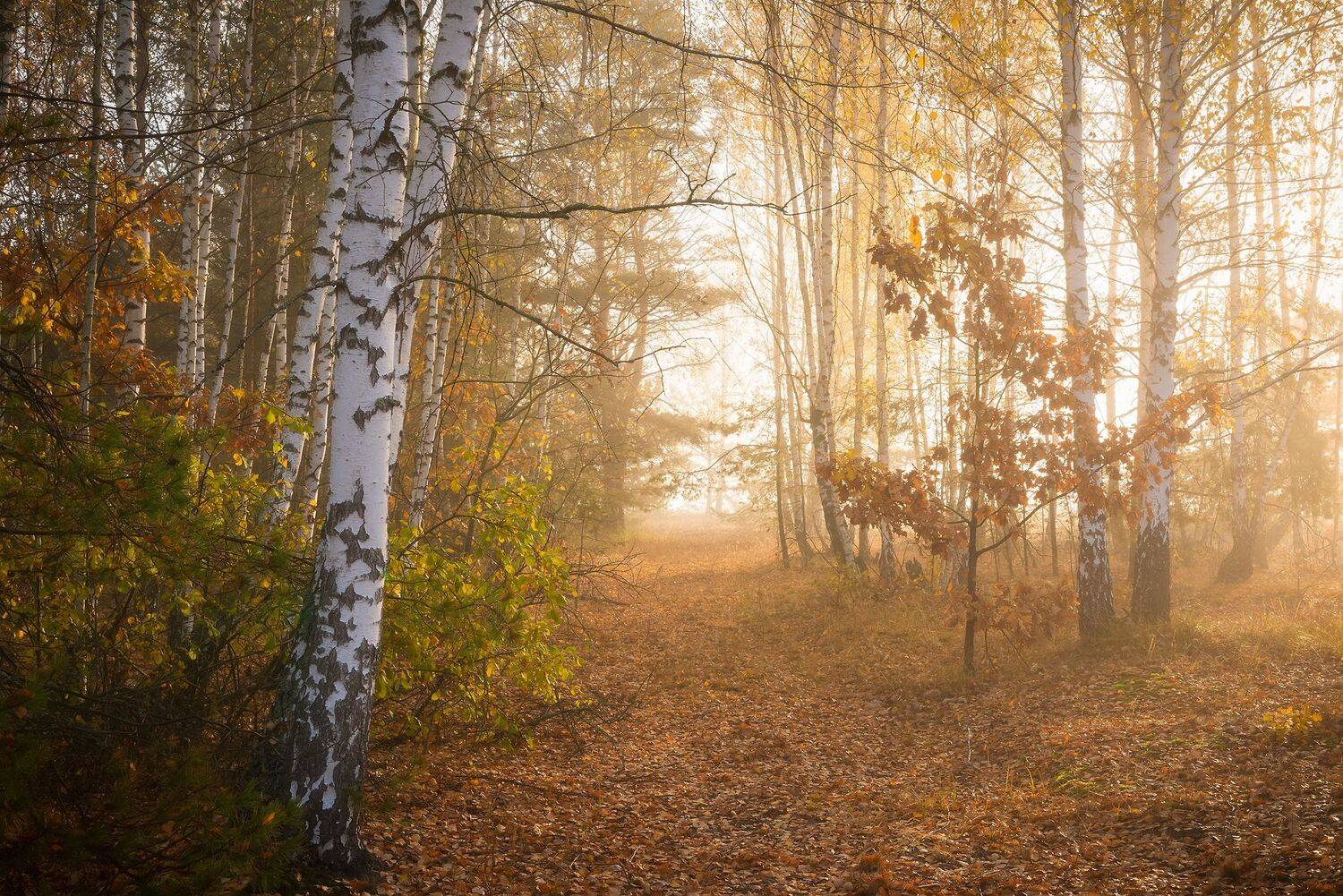 , Дмитрий Захаров