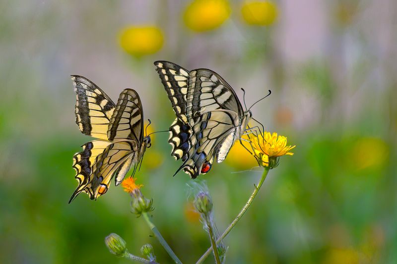 Old World swallowtail фото превью